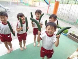 今年もキュウリが大量収穫です。