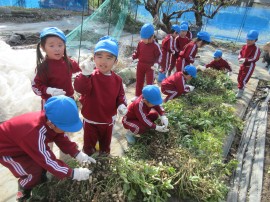 落花生とサツマイモ掘りを体験させていただきました。