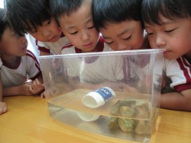 カブト虫のサナギやザリガニを飼育しています。
